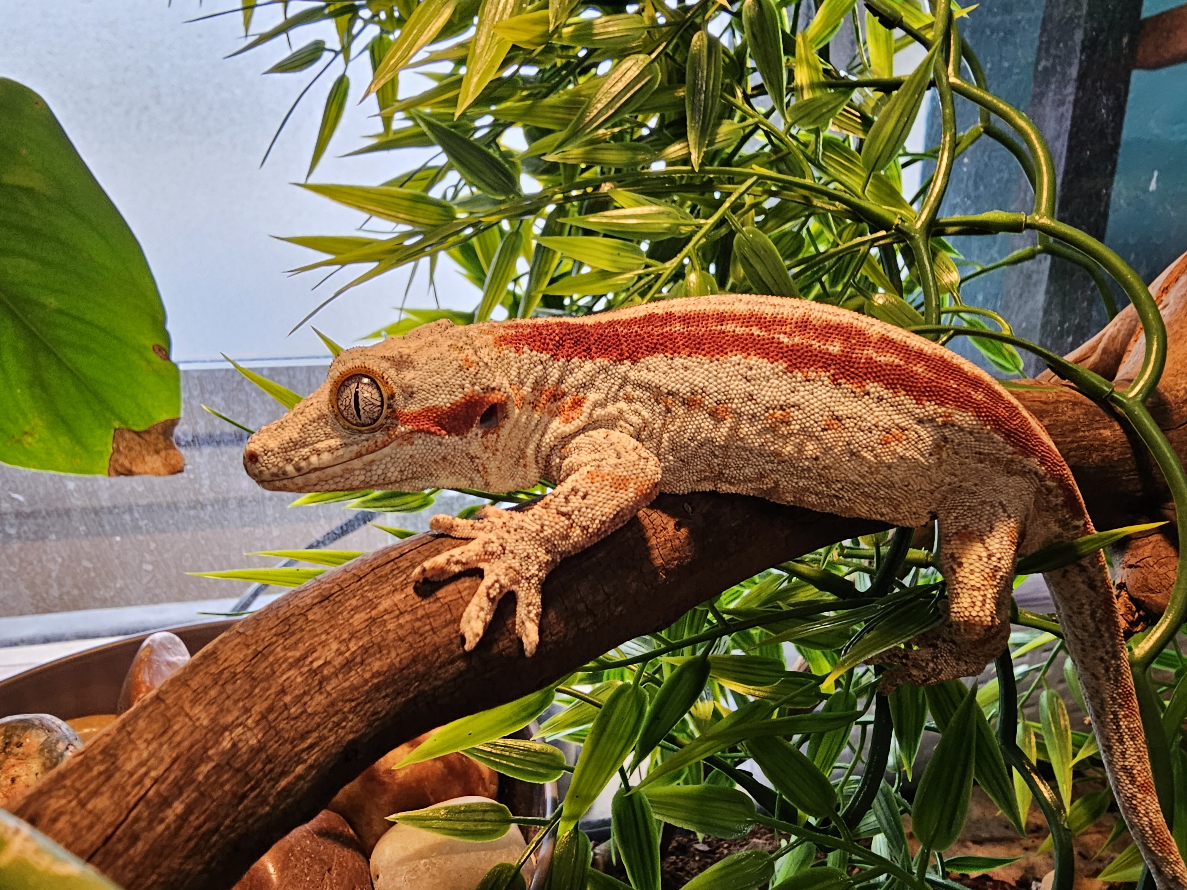 Close-up of a Gargoyle Gecko in a terrarium at East Coast Pets